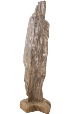 Grote versteend houten stronk – Kunstwerk