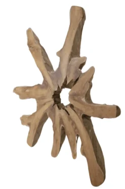 Grote wortel teak schijf