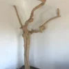 Javatree papegaaienboom