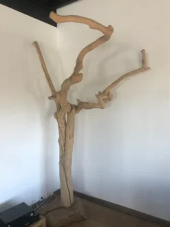 Javatree papegaaienboom