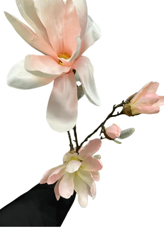 Magnolia tak