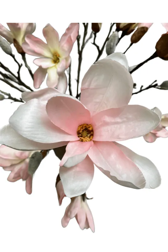 Magnolia tak
