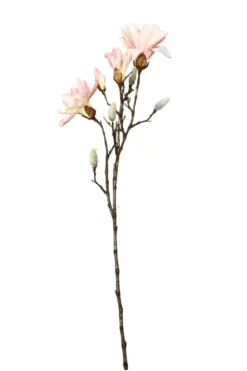 Magnolia tak