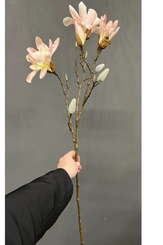 Magnolia tak