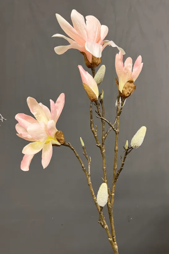 Magnolia tak