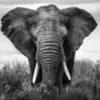 Schilderij op glas olifant